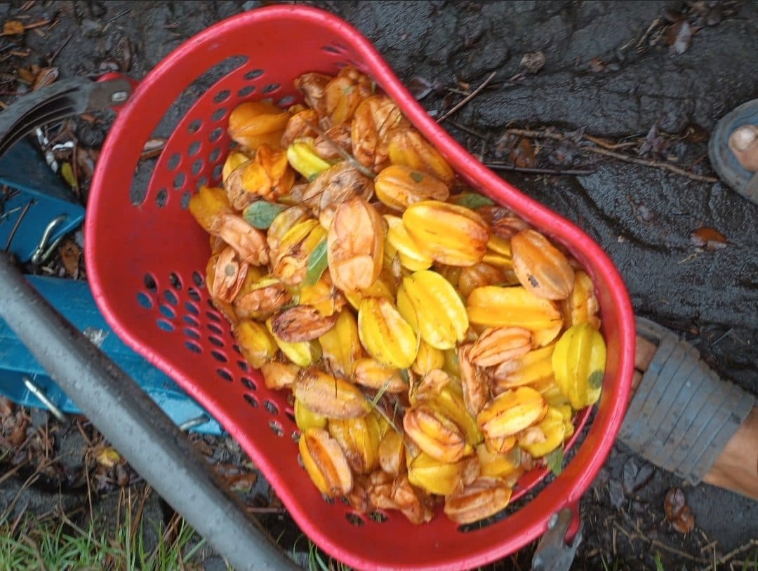 A real basket of harvested starfruit for FPX