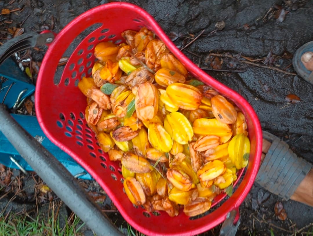 A real basket of harvested starfruit for FPX