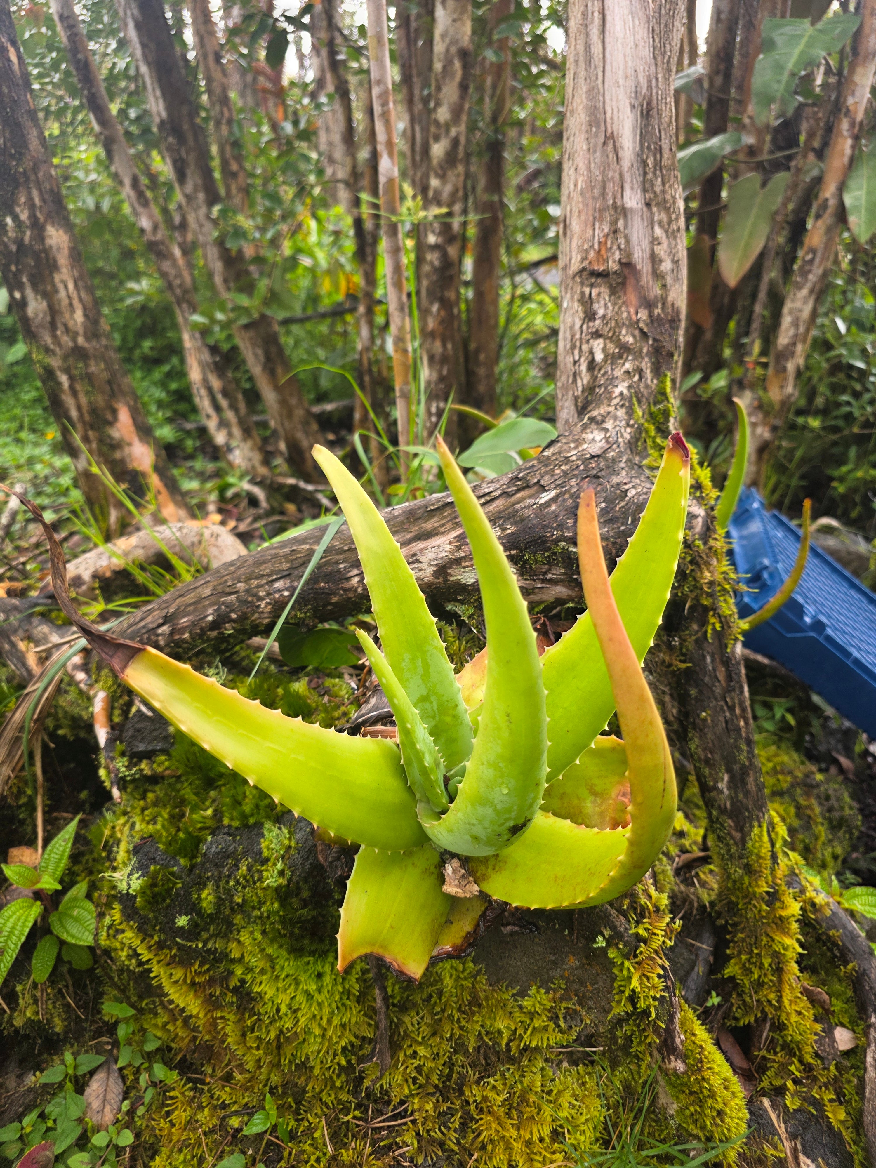 Filtered aloe pulp