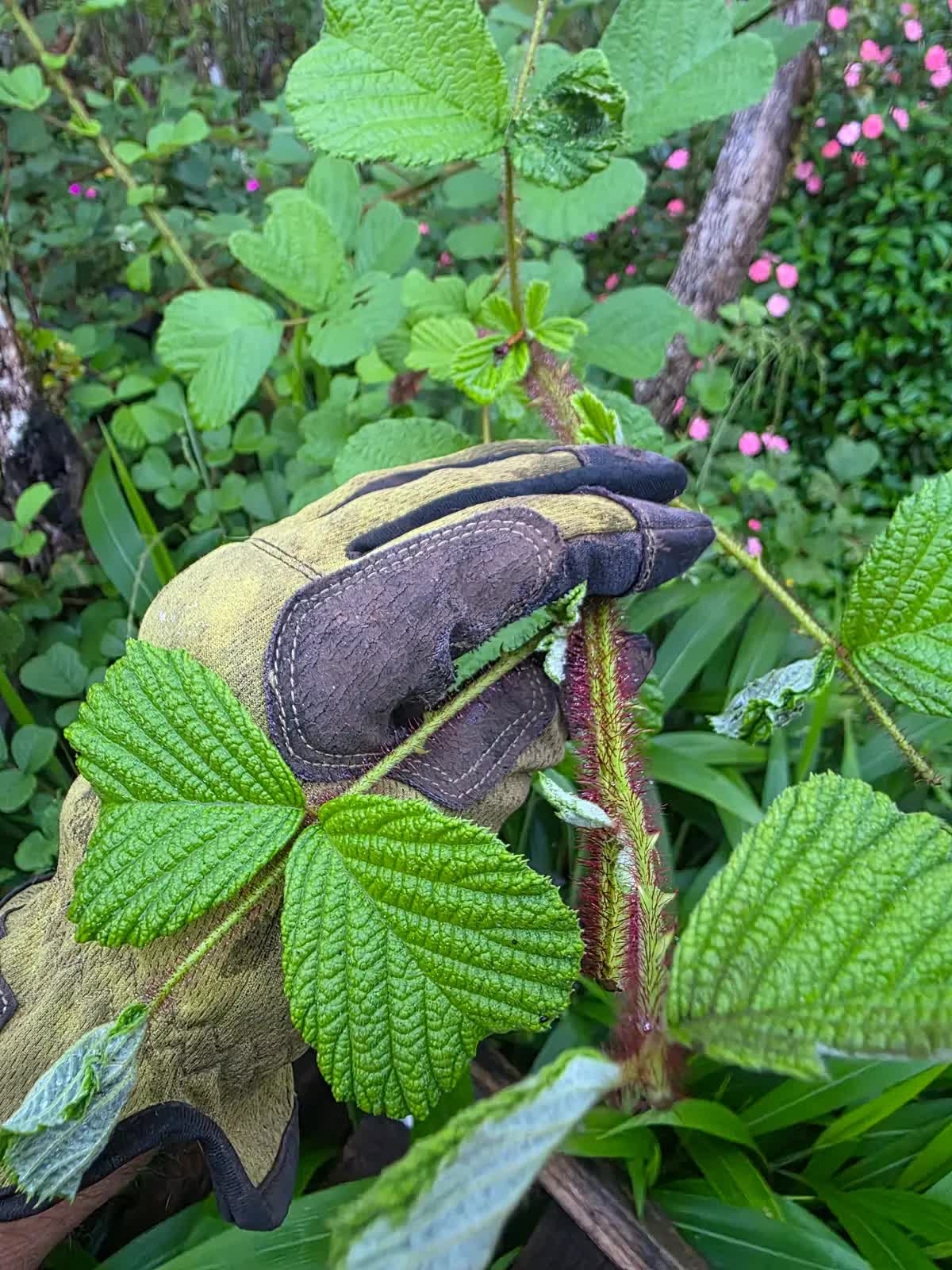 Blackberry leaf