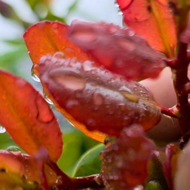 Cranberry hibiscus shoots