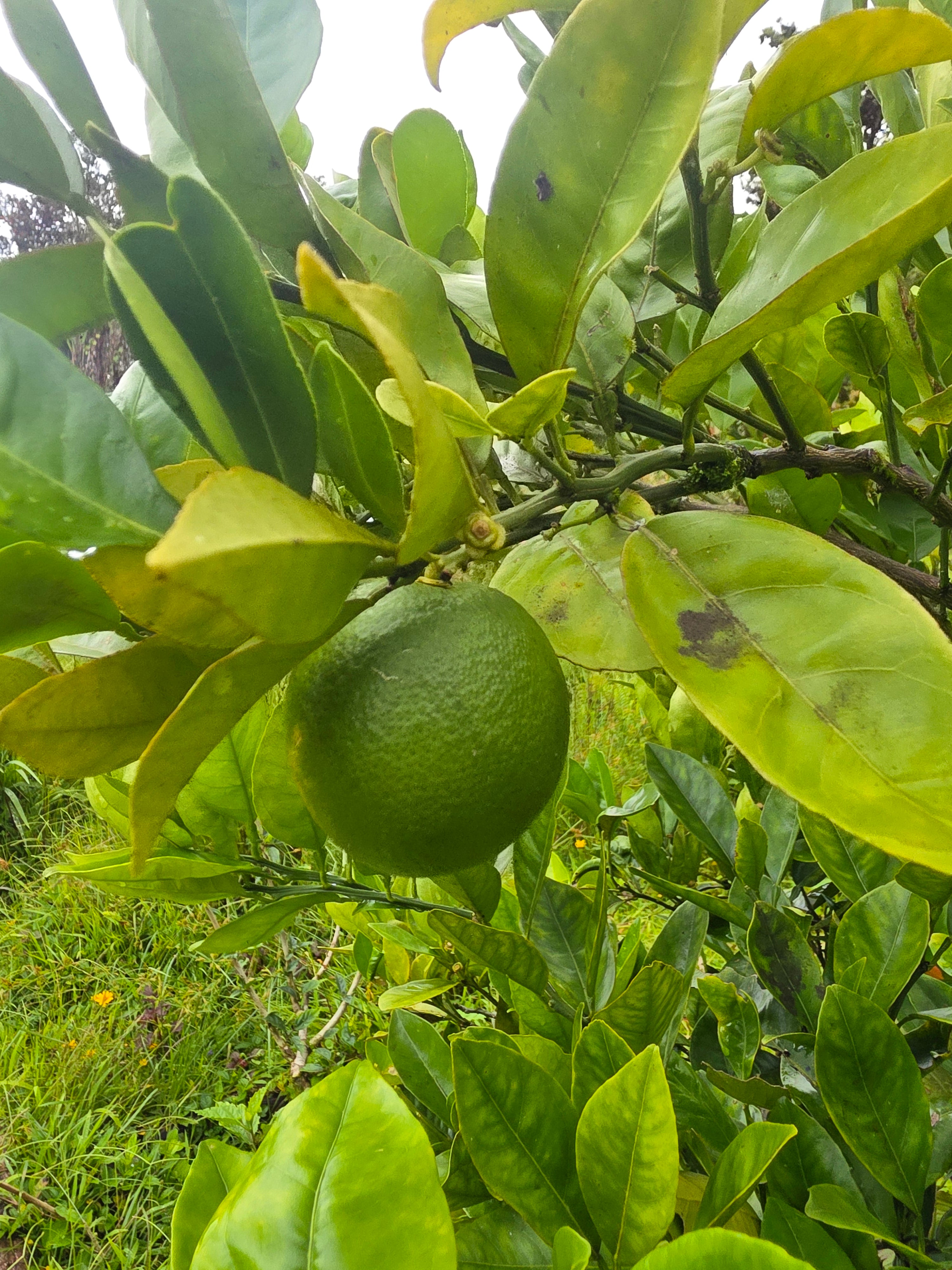 Orange peel