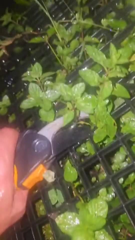 Spearmint